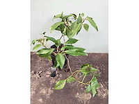 Struikklimop (50x) - afbeelding 2 van  2