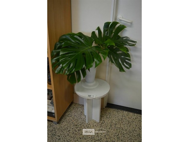 Tafeltje met plant bladeren - afbeelding 1 van  5