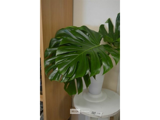 Tafeltje met plant bladeren - afbeelding 2 van  5