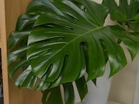 Tafeltje met plant bladeren - afbeelding 2 van  5