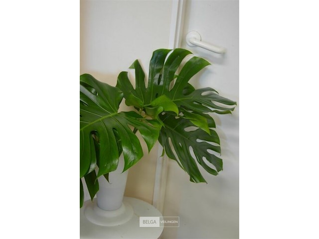 Tafeltje met plant bladeren - afbeelding 3 van  5