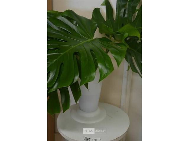 Tafeltje met plant bladeren - afbeelding 4 van  5