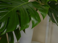 Tafeltje met plant bladeren - afbeelding 4 van  5