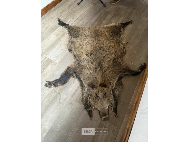Tapijt taxidermie everzwijn - afbeelding 1 van  1