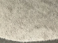 Tapijt - afbeelding 2 van  3