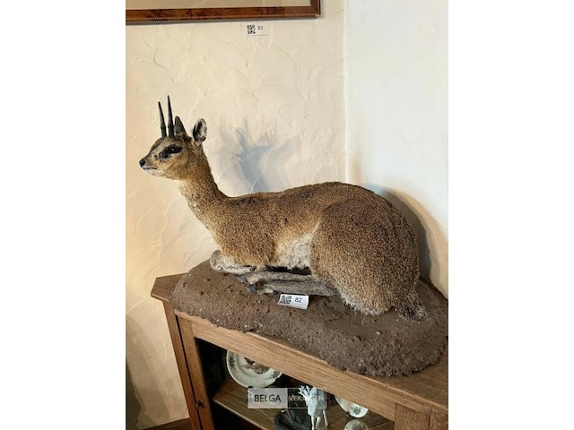 Taxidermie antiloop - afbeelding 1 van  2