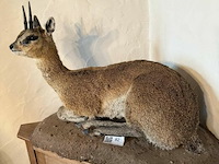 Taxidermie antiloop - afbeelding 1 van  2