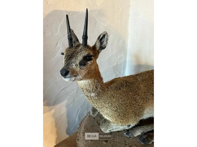 Taxidermie antiloop - afbeelding 2 van  2