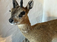 Taxidermie antiloop - afbeelding 2 van  2