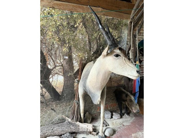 Taxidermie antiloop - afbeelding 1 van  2