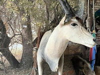Taxidermie antiloop