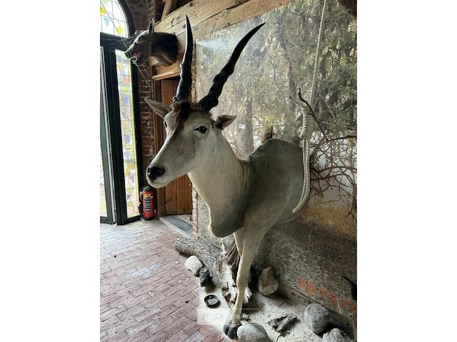 Taxidermie antiloop - afbeelding 2 van  2