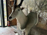 Taxidermie antiloop - afbeelding 2 van  2
