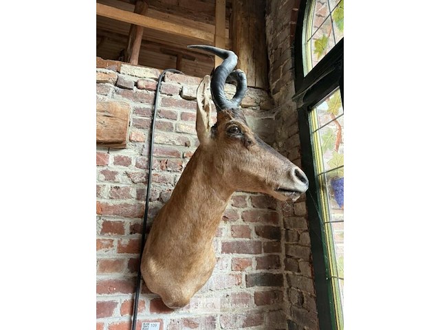 Taxidermie antiloop - afbeelding 1 van  2
