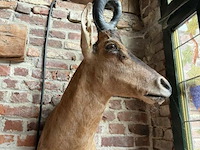Taxidermie antiloop