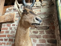 Taxidermie antiloop - afbeelding 2 van  2