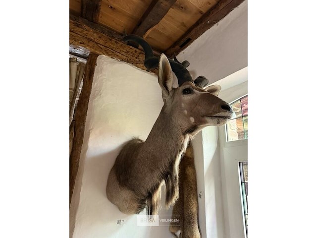 Taxidermie antilope - afbeelding 1 van  2
