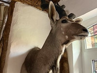 Taxidermie antilope - afbeelding 1 van  2