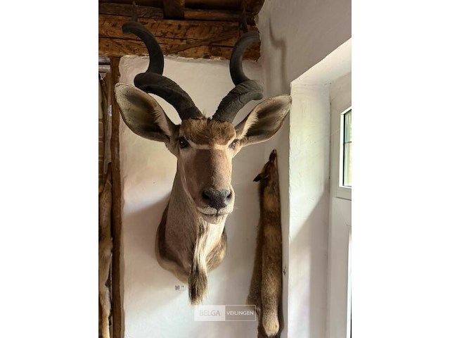 Taxidermie antilope - afbeelding 2 van  2