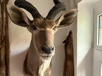Taxidermie antilope - afbeelding 2 van  2