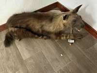 Taxidermie bruine hyena - afbeelding 1 van  1