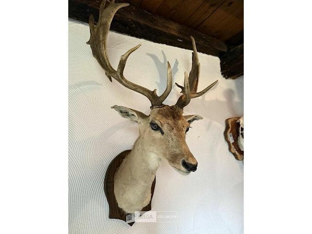 Taxidermie damhert - afbeelding 1 van  2