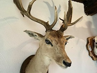 Taxidermie damhert - afbeelding 1 van  2