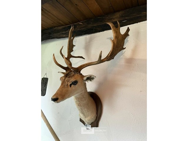 Taxidermie damhert - afbeelding 2 van  2
