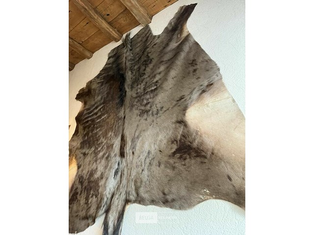 Taxidermie gnoe huid - afbeelding 1 van  1