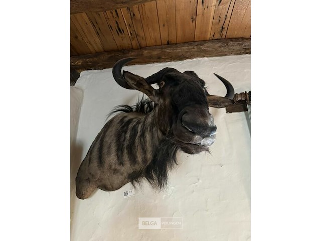 Taxidermie gnoe - afbeelding 1 van  2