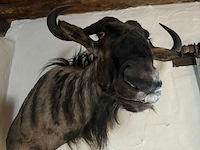 Taxidermie gnoe - afbeelding 1 van  2