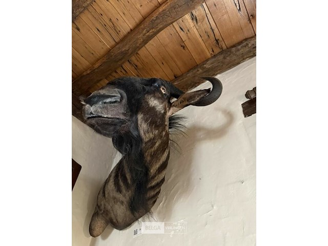 Taxidermie gnoe - afbeelding 2 van  2