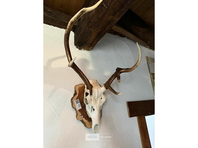Taxidermie jachttrofee - afbeelding 1 van  5