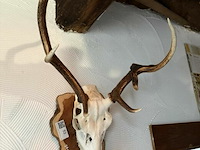 Taxidermie jachttrofee - afbeelding 1 van  5