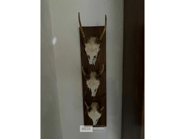 Taxidermie jachttrofee - afbeelding 2 van  5