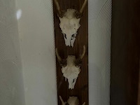 Taxidermie jachttrofee - afbeelding 2 van  5