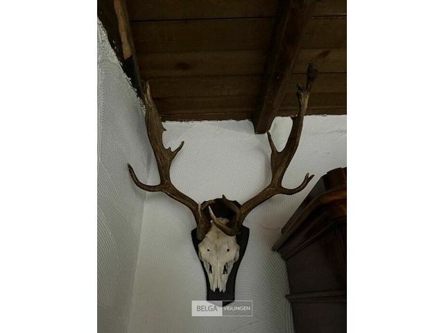Taxidermie jachttrofee - afbeelding 3 van  5