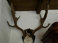 Taxidermie jachttrofee - afbeelding 3 van  5