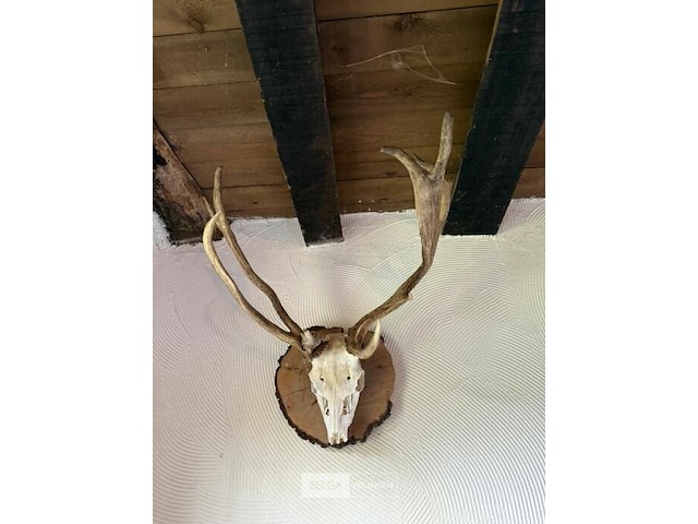 Taxidermie jachttrofee - afbeelding 4 van  5