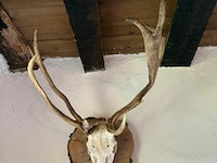Taxidermie jachttrofee - afbeelding 4 van  5