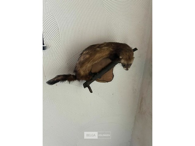 Taxidermie jachttrofee - afbeelding 5 van  5