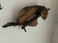 Taxidermie jachttrofee - afbeelding 5 van  5