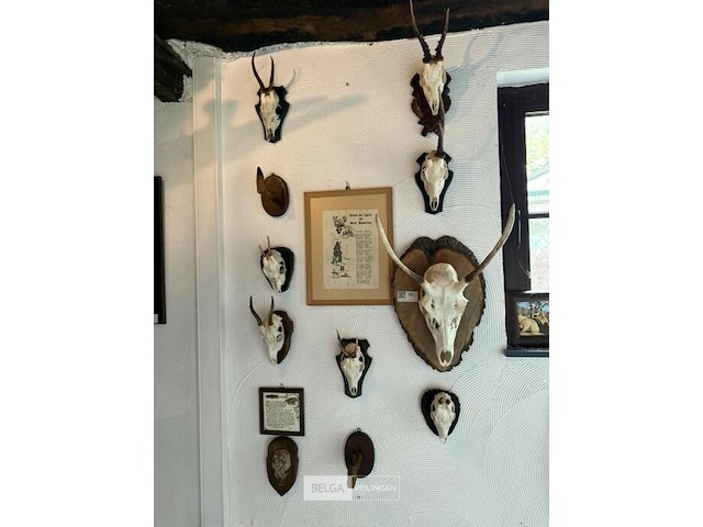 Taxidermie jachttrofeeën - afbeelding 1 van  1