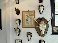 Taxidermie jachttrofeeën - afbeelding 1 van  1