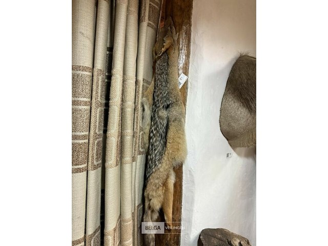 Taxidermie jakhals - afbeelding 1 van  1