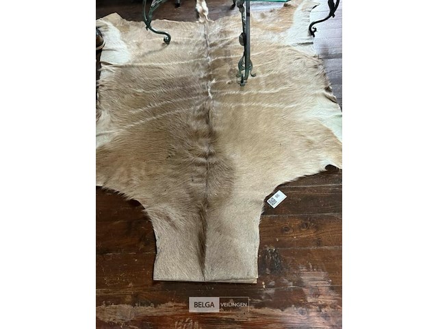 Taxidermie koedoe tapijt - afbeelding 1 van  1