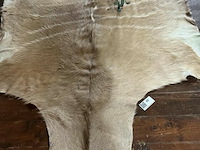 Taxidermie koedoe tapijt - afbeelding 1 van  1