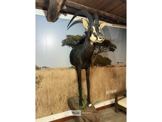 Taxidermie sabelantilope - afbeelding 1 van  3