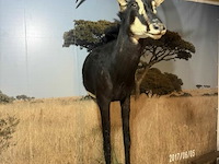 Taxidermie sabelantilope - afbeelding 1 van  3
