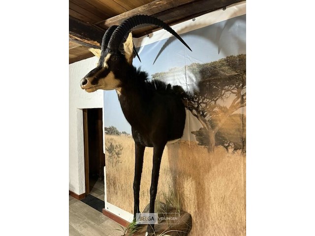Taxidermie sabelantilope - afbeelding 2 van  3